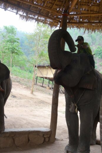 Riding the Elephants - InsideBurma Tours