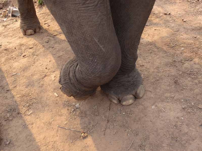 Visit Green Hill Valley Elephant Camp