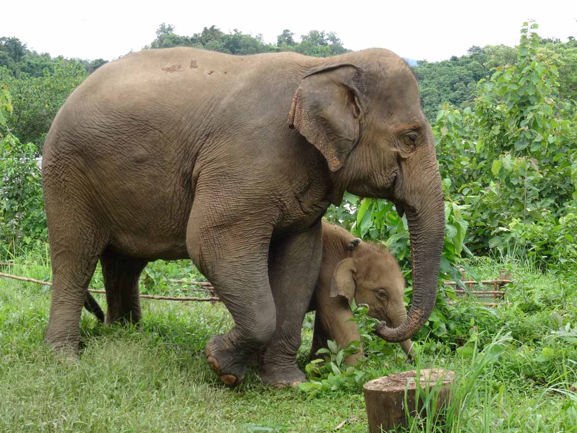 An elephant mother and calf in Sayaboury, Laos