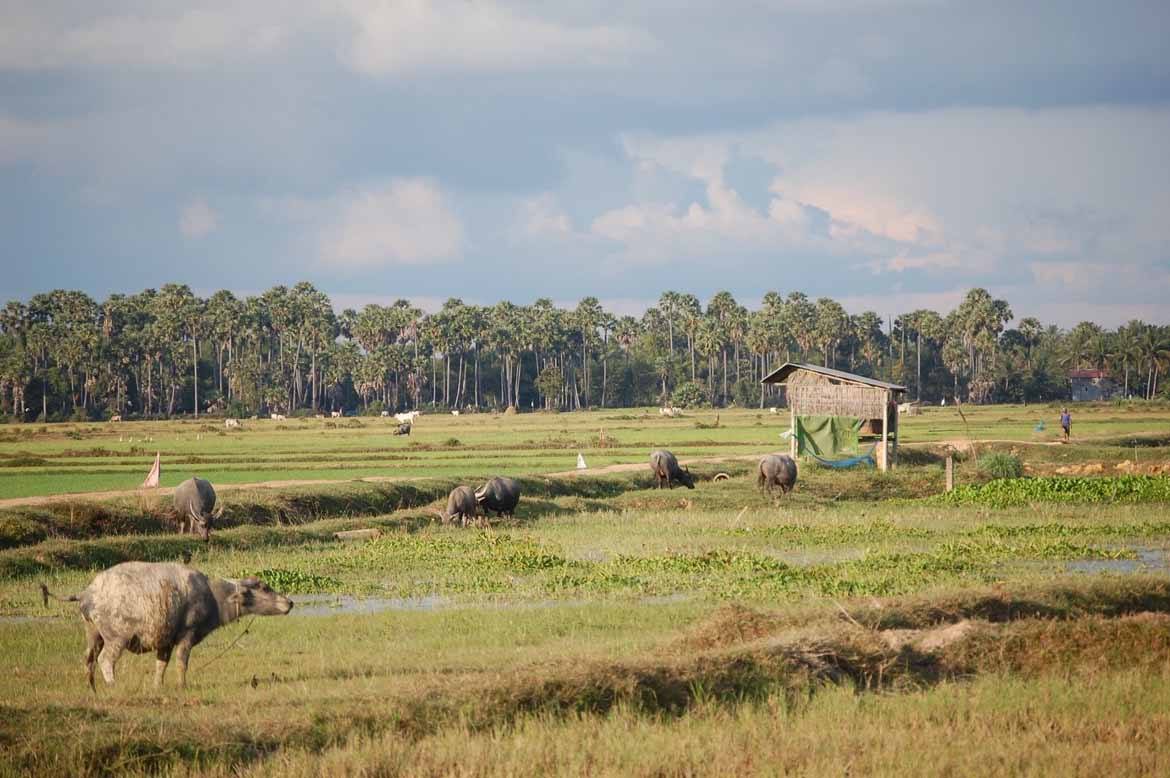 The Siem Reap countryside