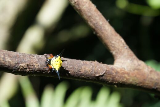 Brightly coloured insect in Phong Nha National Park, Vietnam