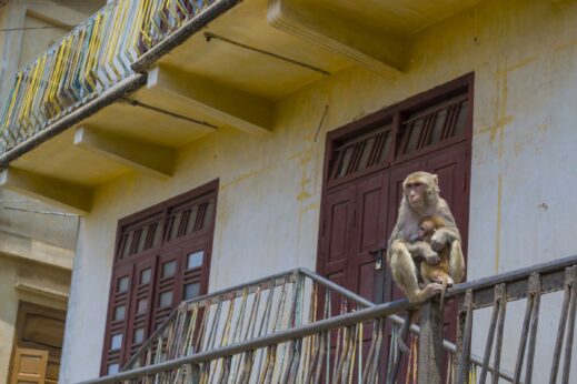 Monkeys at the base of Mount Popa in Burma in May