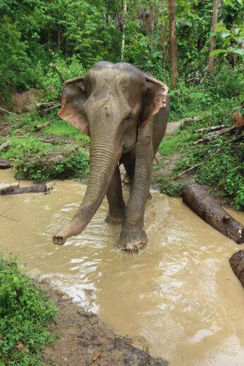 Elephant in Northern Laos