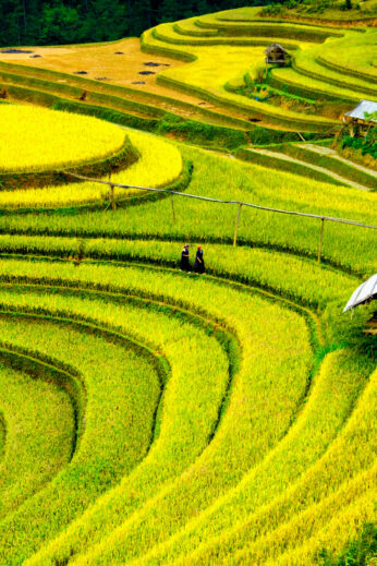 Sapa rice terraces, VIetnam